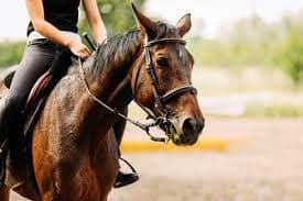 Horseback Riding